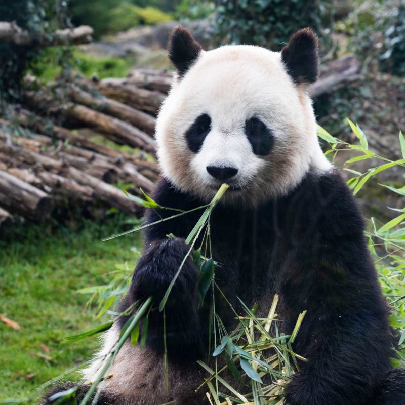 Le ZooParc de Beauval
