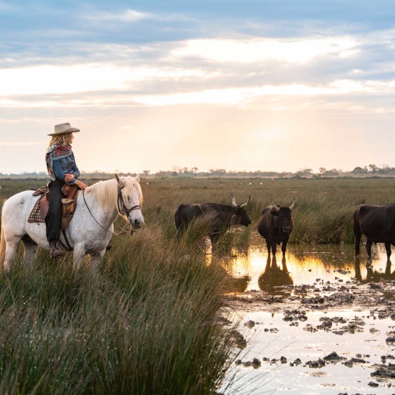 Cévennes Camargue