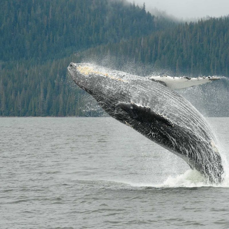 L’essentiel de l’Est du Canada